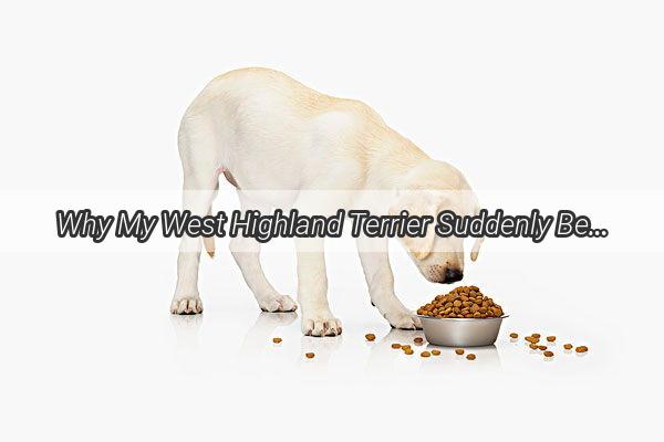 Why My West Highland Terrier Suddenly Became a Sleepy Comedian